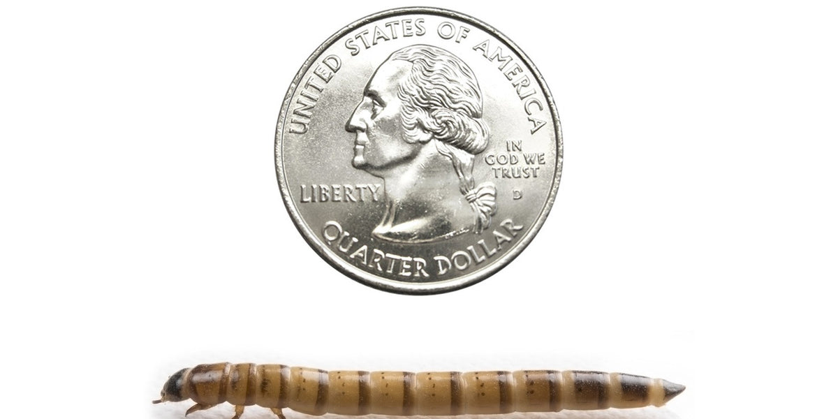 High Quality Large Superworms Cupped Online Reptile Supply