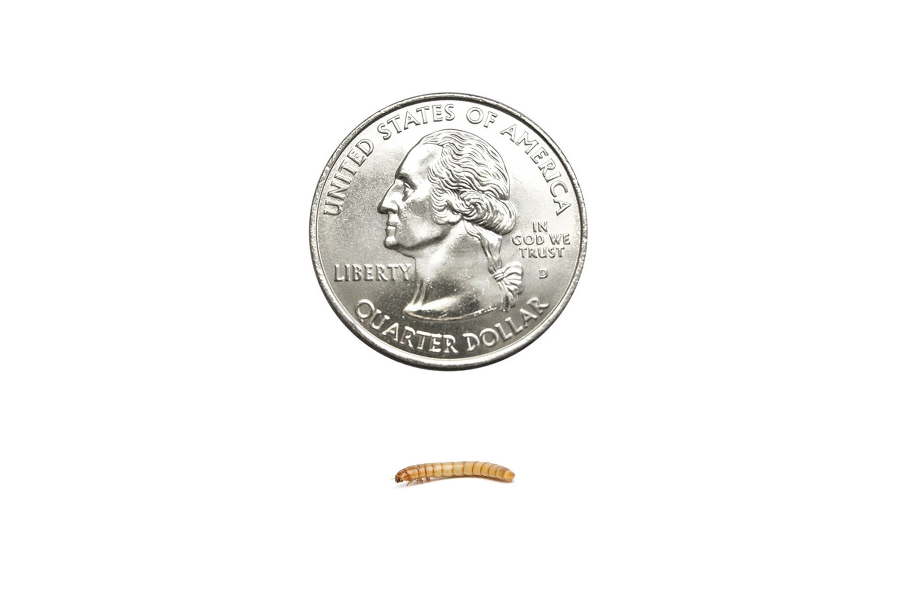 Small Mealworms (Cupped) - DubiaRoaches.com