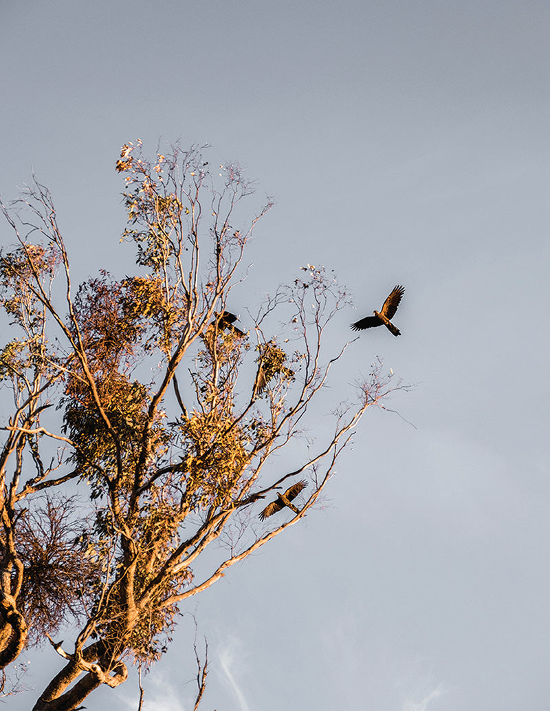 Black cockatoos in the Australian bush