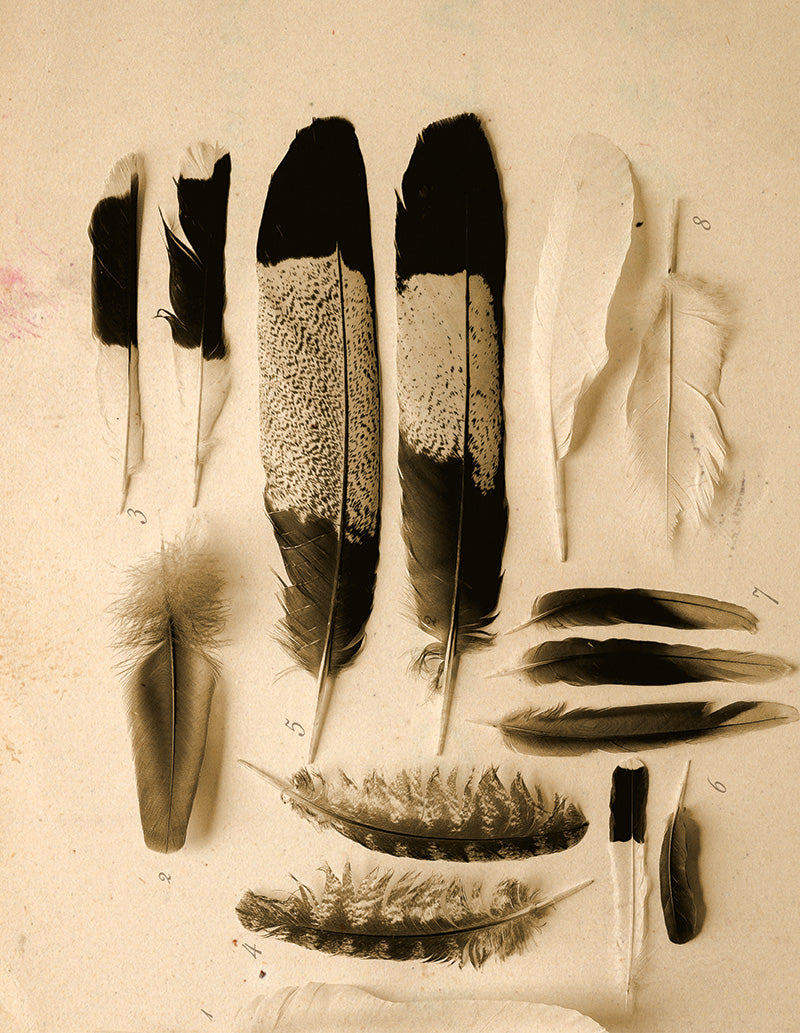 A collection of Australian native bird feathers including black cockatoo tail feathers
