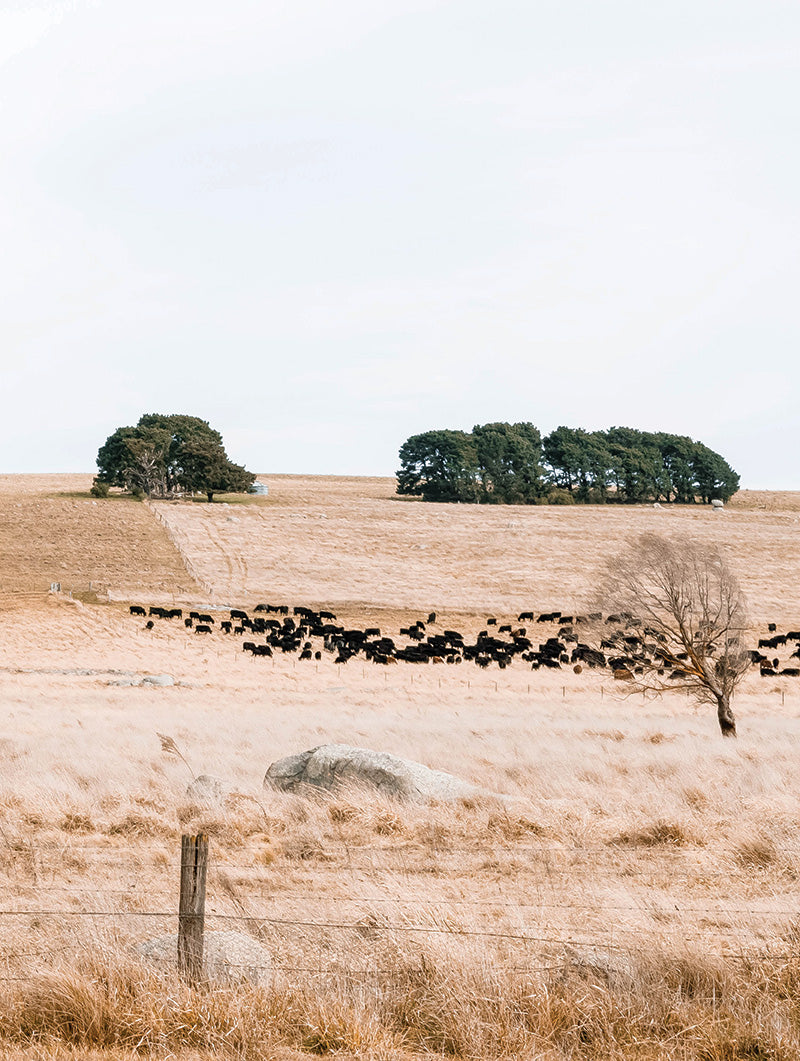 Braidwood, NSW