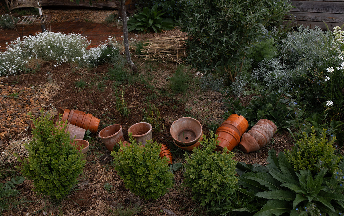 A collection of terracotta pots on earth beside clipped hedges and white flowering groundcover.