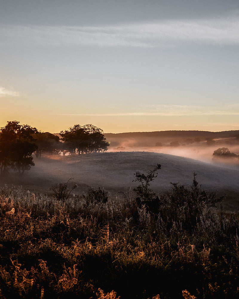 Southern wild co australian landscape mist in the paddocks at dawn