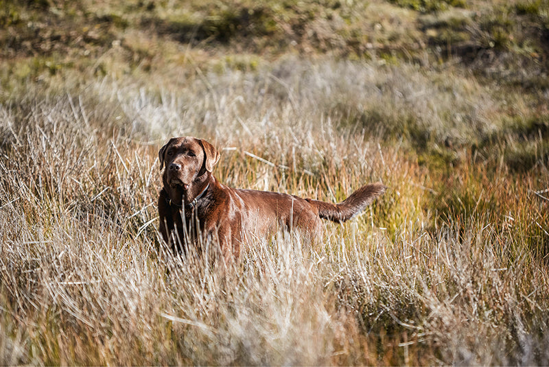 A chocolate labrador in a field in Australia