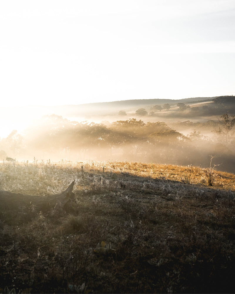 A misty country landscape in central west, NSW