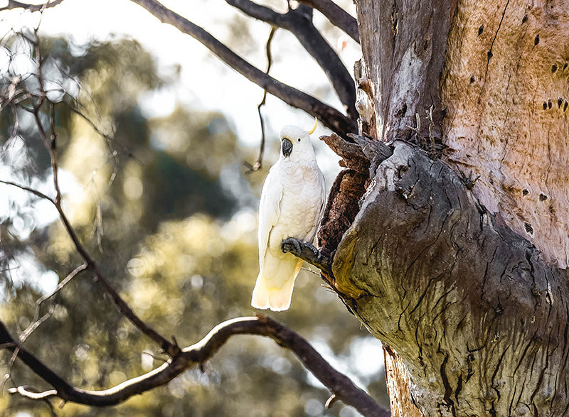 A sulphur crested cockatoo sits in a gum tree in the Australian bush