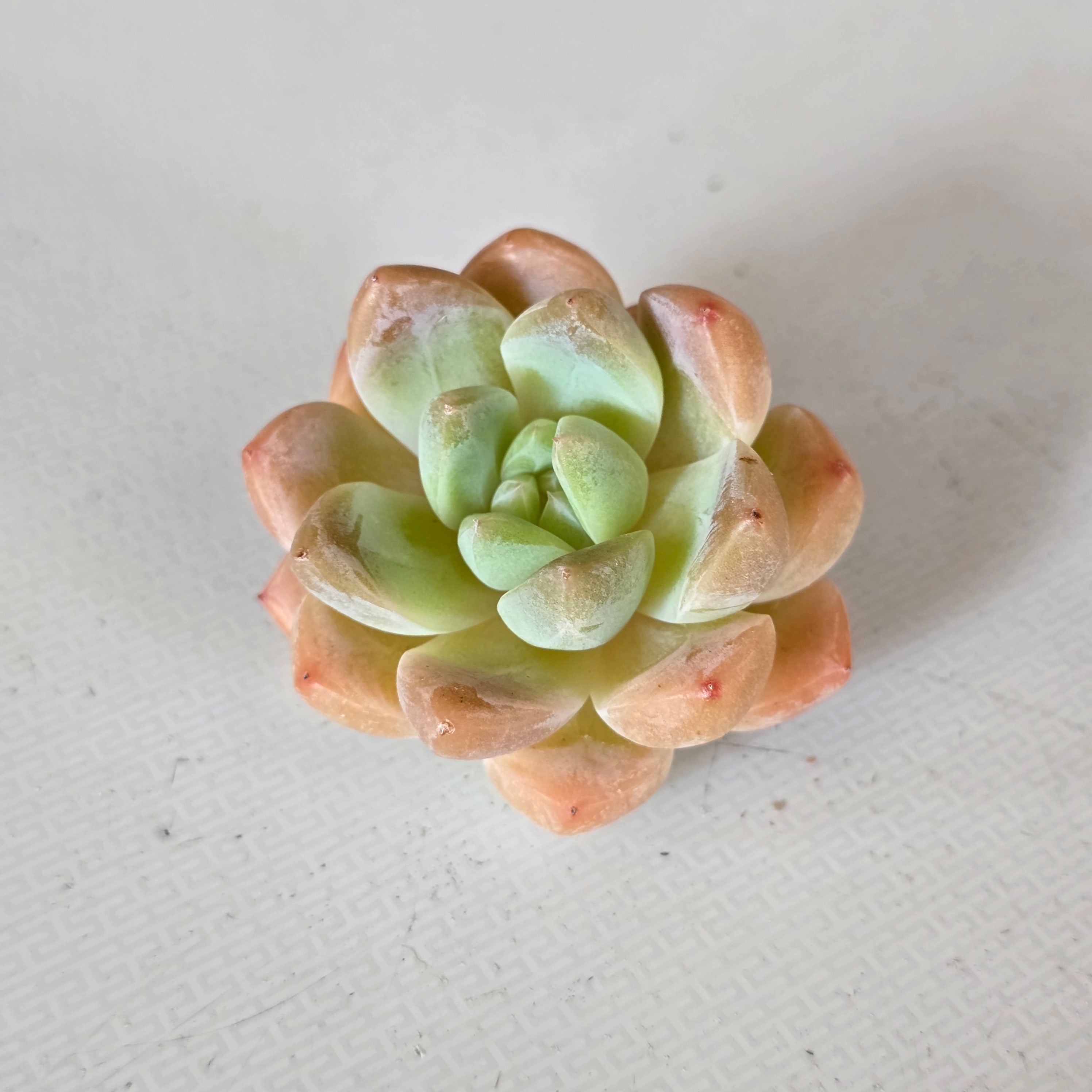 Echeveria Autumn Dew White