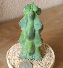 Myrtillocactus geometrizans Fukurokuryuzinboku breast cactus