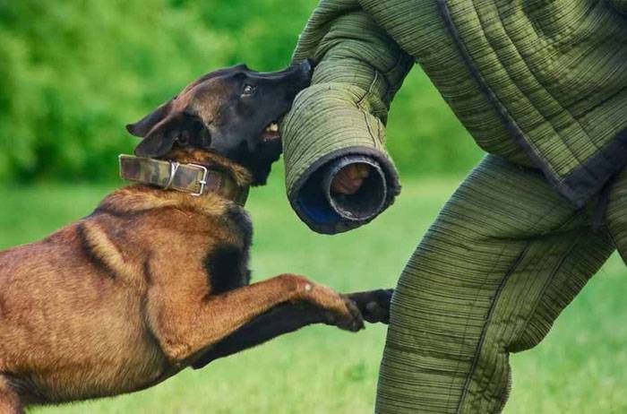 Types of Police Dogs - Apprehension or Attack Dogs