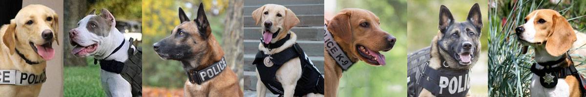 Police Dog Breeds 2