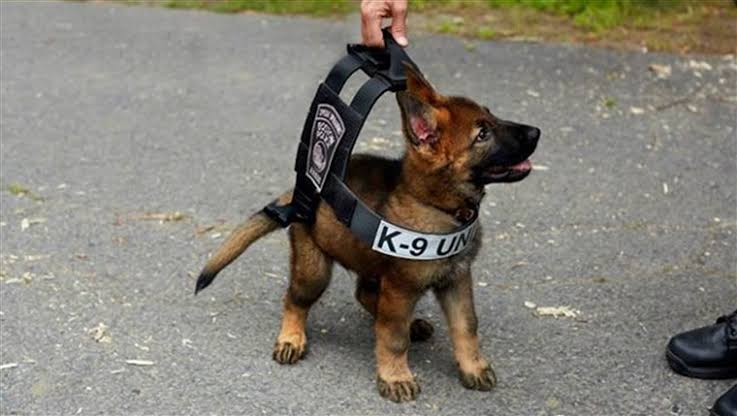 Police Dog Training 1