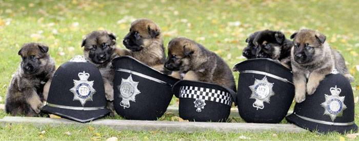 Police Dog Training 1