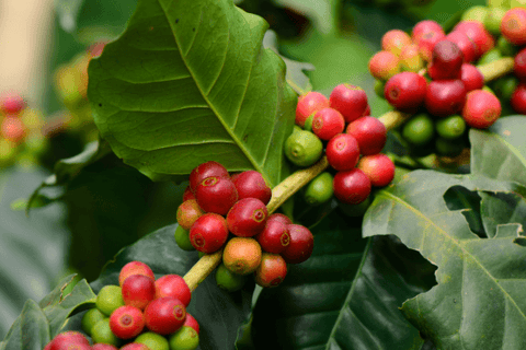 close up of coffee cherries on an arabica coffee plat