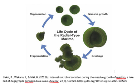 Life cycle of the radial type marimo