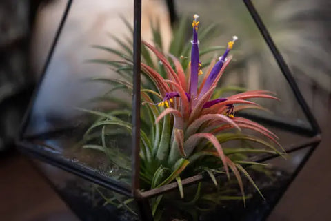 Air Plants