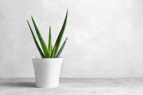 Aloe vera