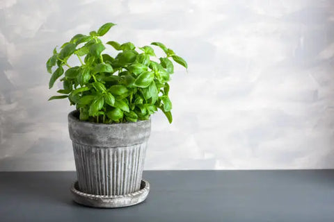Basil plant