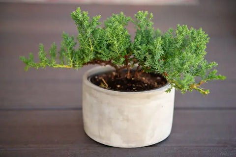 Bonsai Tree