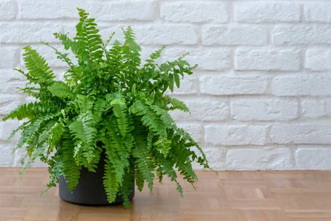 Boston Fern