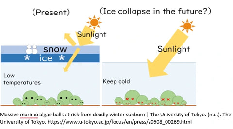 diagram-comparing-permafrost-covered-moss-balls