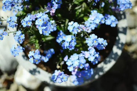 Forget-Me-Nots