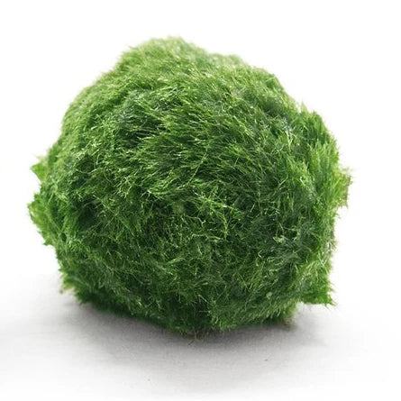 Dried moss balls