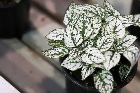 Hypoestes phyllostachya (Polka Dot Plants)