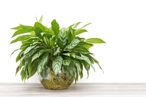 chinese evergreen plant