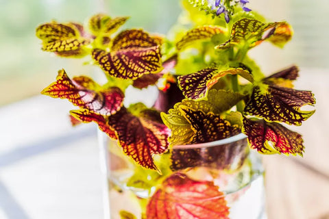 Coleus plant