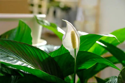 Peace lily