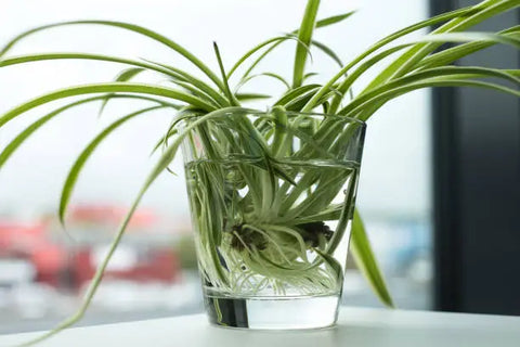 Spider Plant