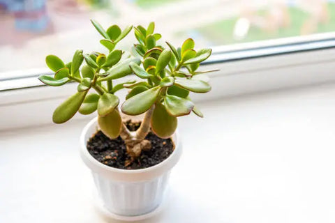 Jade good luck plant