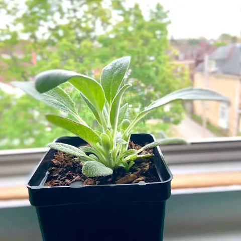 Lamb ears plant