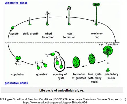 Life cycle of unicellular algae