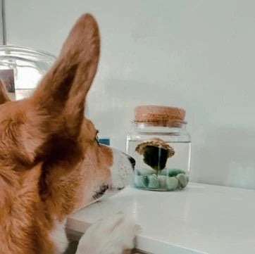 marimo moss balls alongside a dog 2