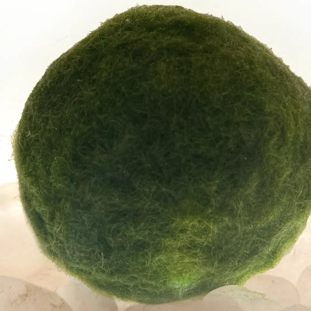Mega moss large moss balls