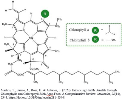 molecular structures of chlorophyll a and chlorophyll b