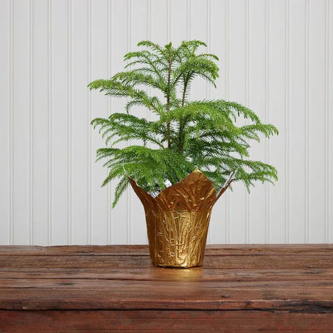 Norfolk Island Pine