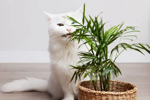 parlor palm what are pet friendly plants