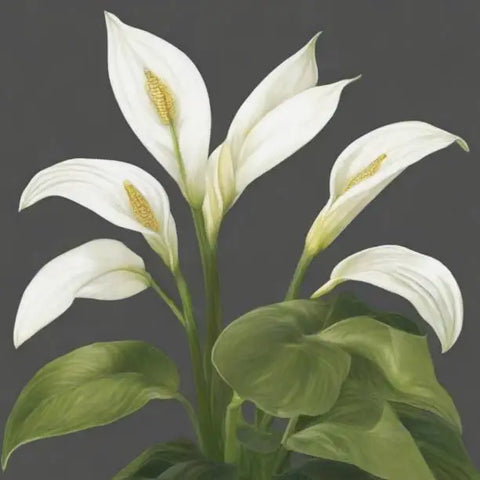 Peace Lily