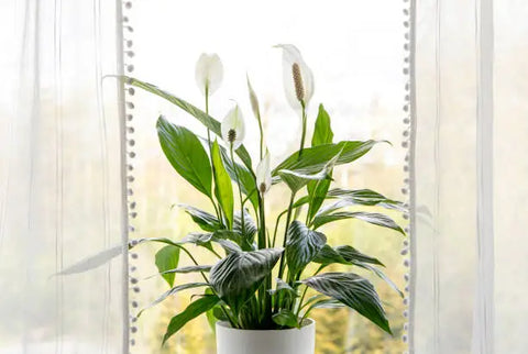 peace lily