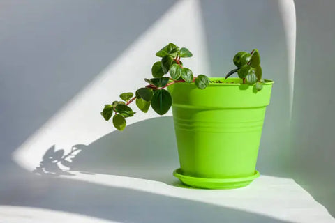 Peperomia (Radiator Plants)