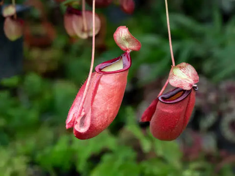 Pitcher Plant (Nepenthes)