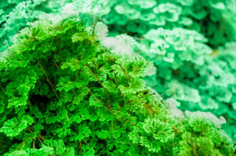 Selaginella (Spikemoss)