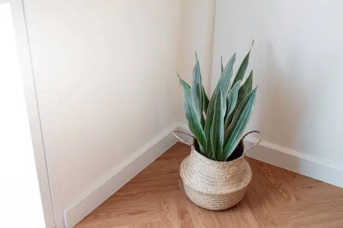 Snake Plant