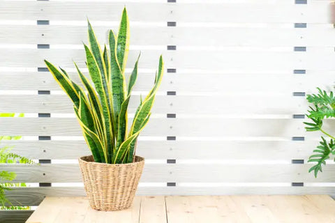 snake plant