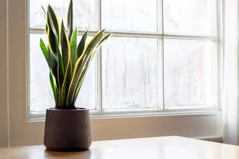 Snake Plant