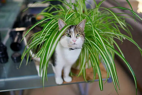 spider plant what are pet friendly plants