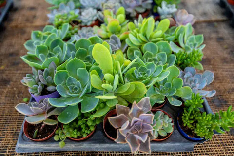 Succulent Gardens