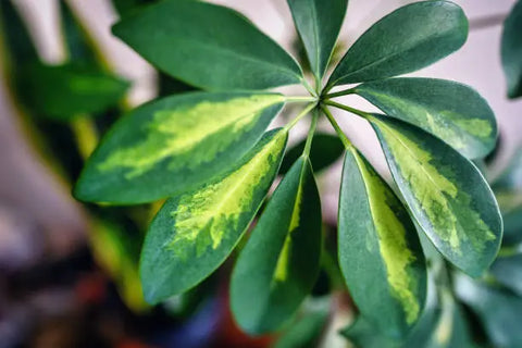 Hawaiian Umbrella Tree